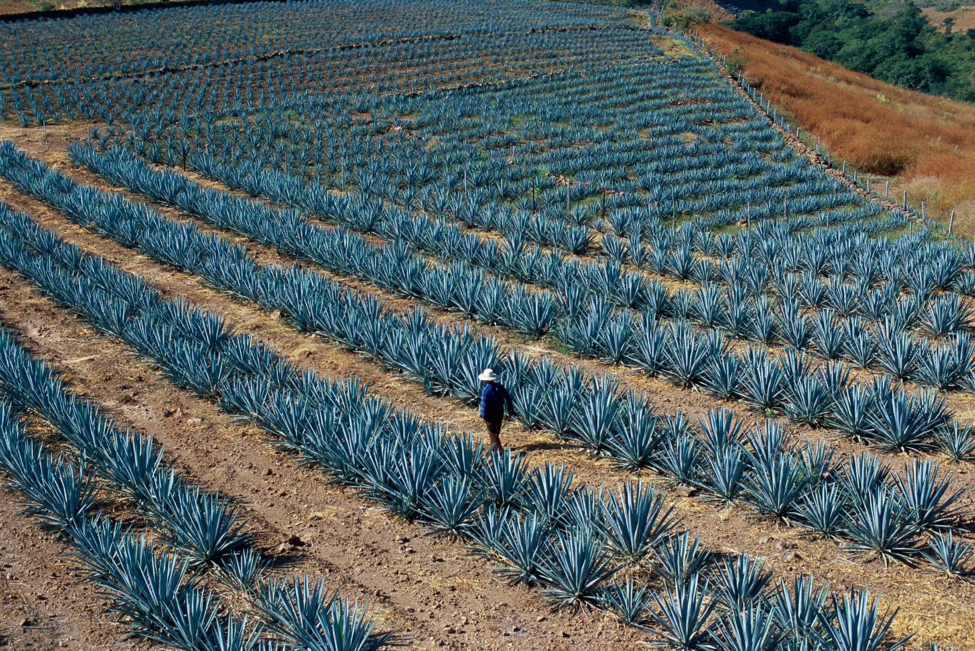 BLUE AGAVE FARMS 