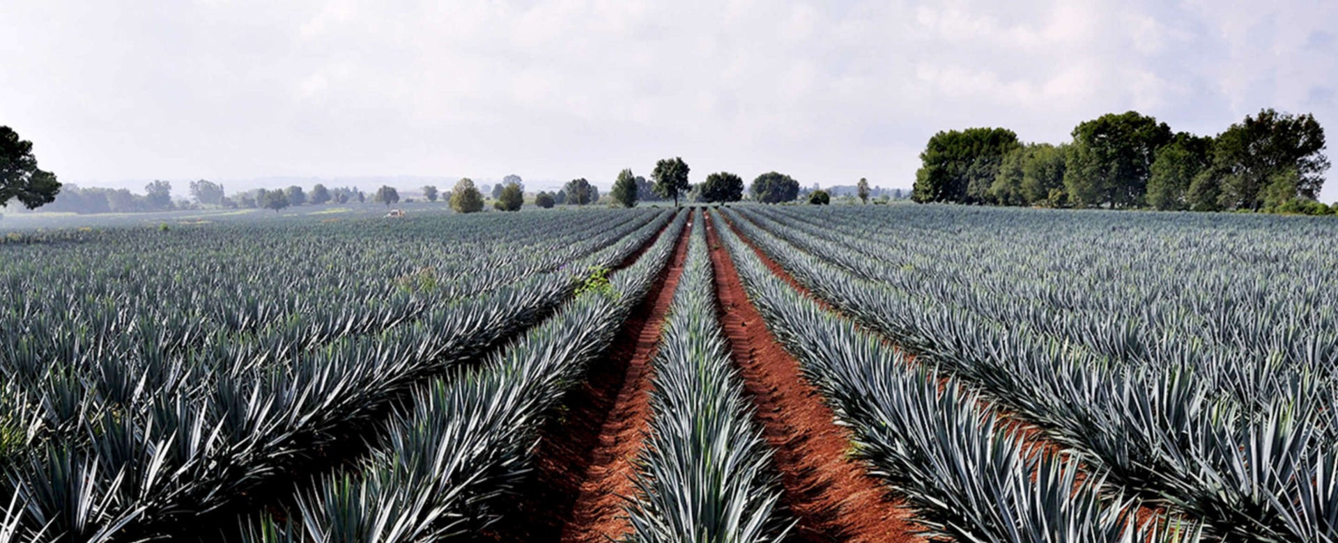 BLUE AGAVE FARMS 