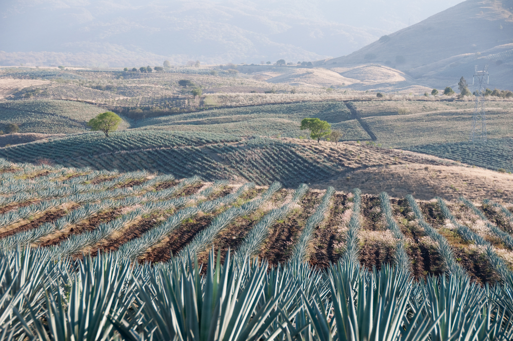 JALISCO FARMS 
